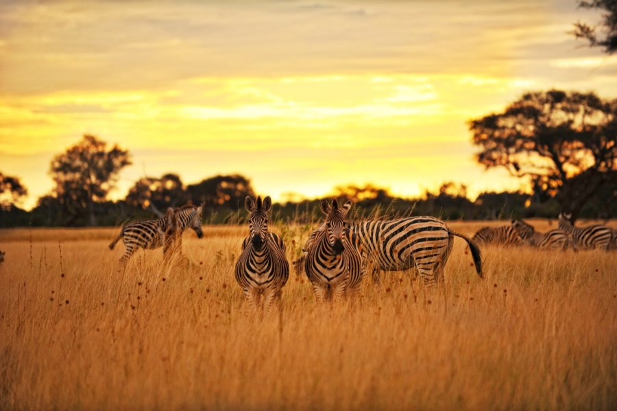 Зебры в национальном парке Хванге
